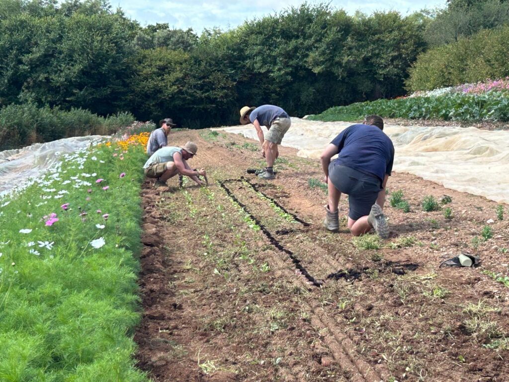 Four people kneel and bend over rows of soil while planting seedlings in a market garden. A strip of colourful flowers runs along one side of the bed, with protective crop covers and dense green hedges in the background.