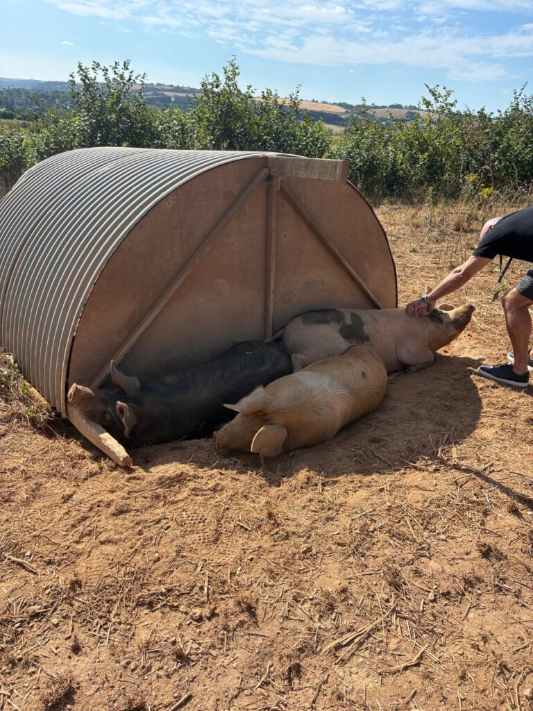 Three pigs lie on dry ground beneath a curved outdoor shelter in a farm field. A person reaches in from the right-hand side to stroke one pig. Hedgerows and rolling hills can be seen in the background under a blue sky.